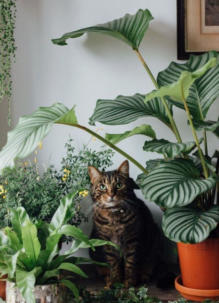 plantas tóxicas para pet